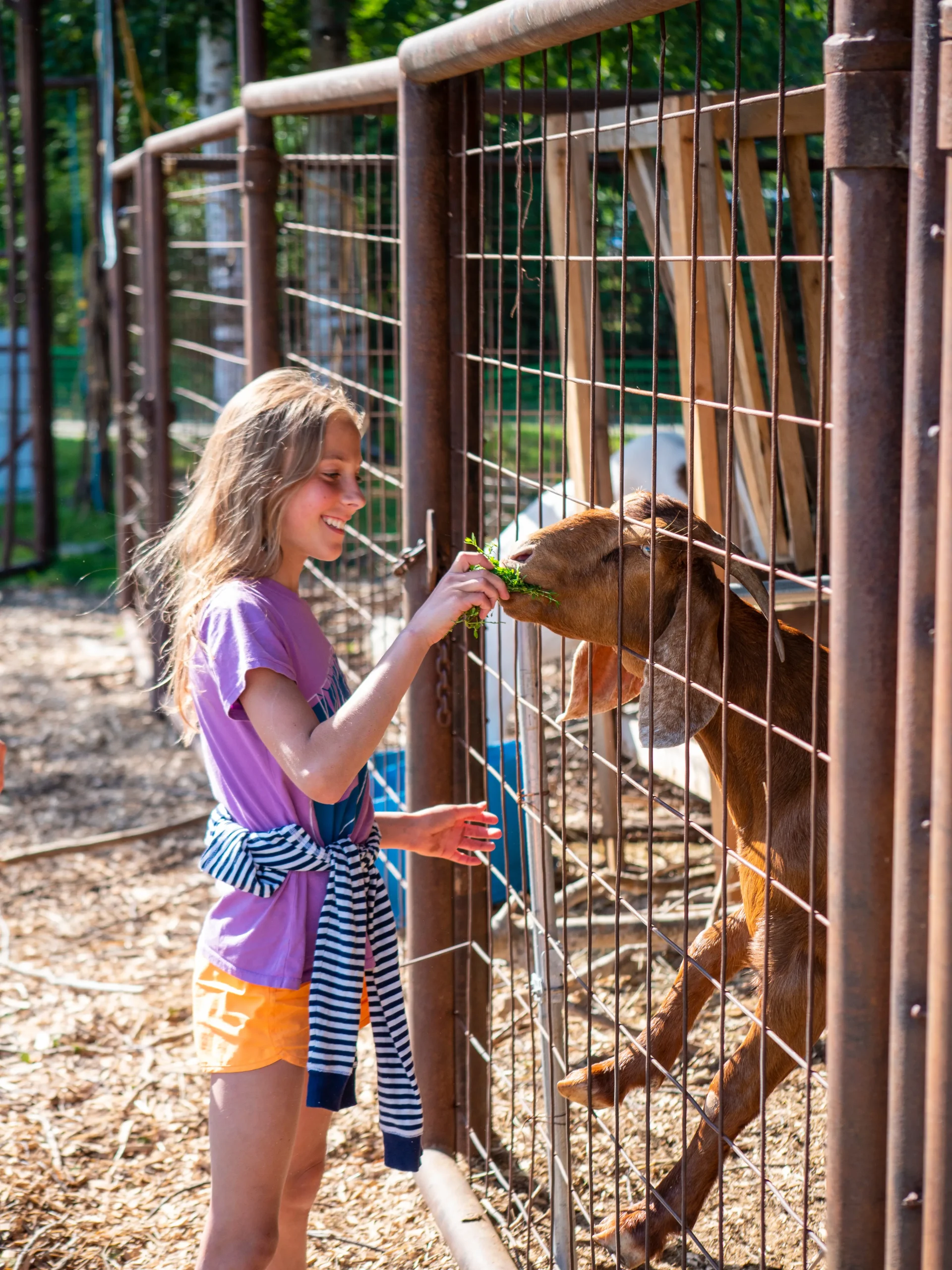 Goats and farm animals at Diamond M Ranch Resort