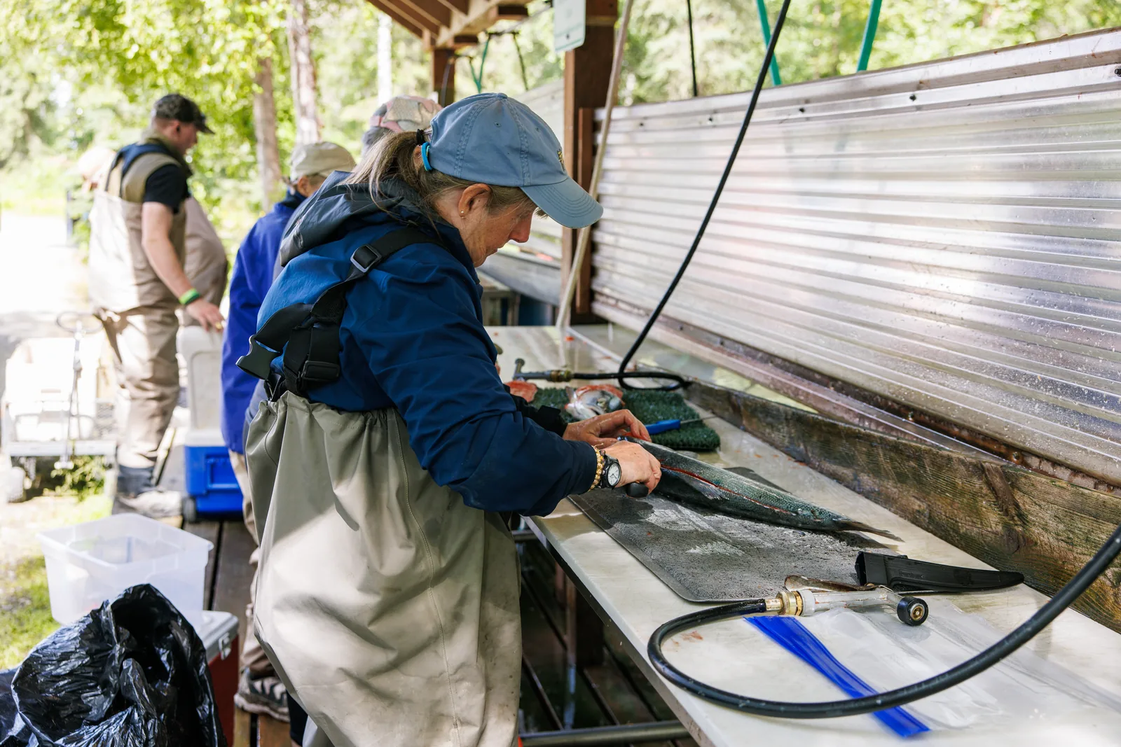 Anglers filleting salmon at the Diamond M fish cleaning stations