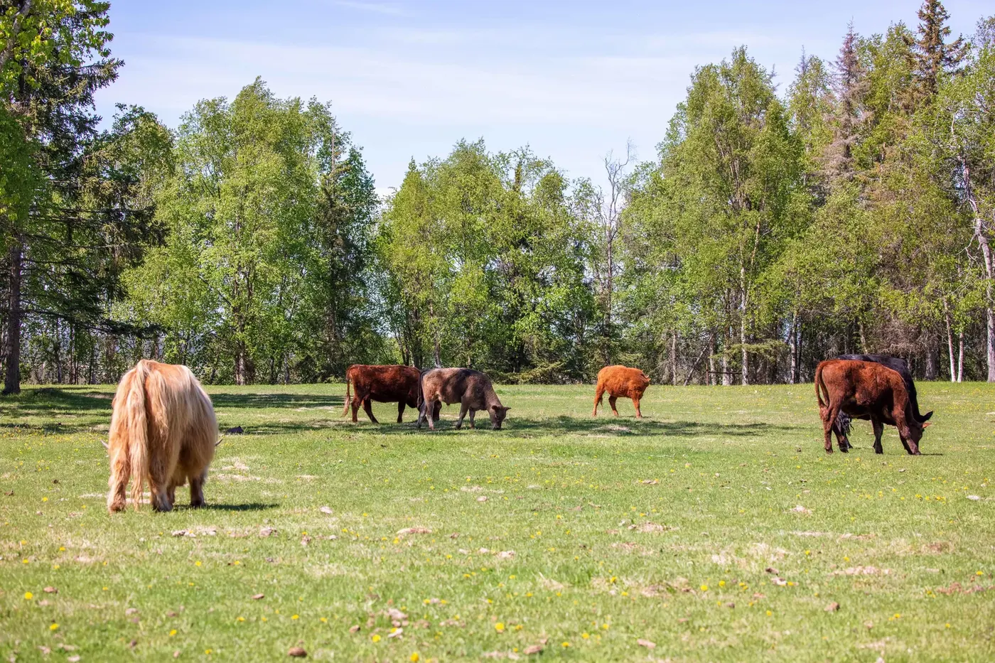 Grass-fed cattle grazing in Diamond M Ranch pastures against Alaskan mountain backdrop